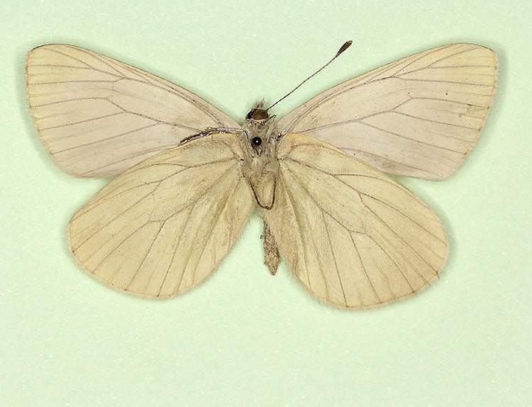 Pieris napi male (aberrant form obscurata, verso) (Internet Image property of respective owner, non-commercial use only)